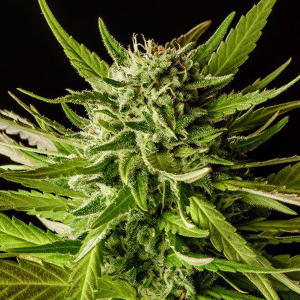 Semilla feminizada Dosidos-1 de Kannabia Seeds para cultivo