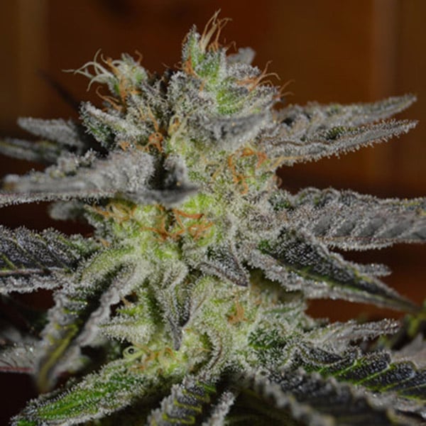semillas feminizadas Double Black de G13 Labs para cultivo