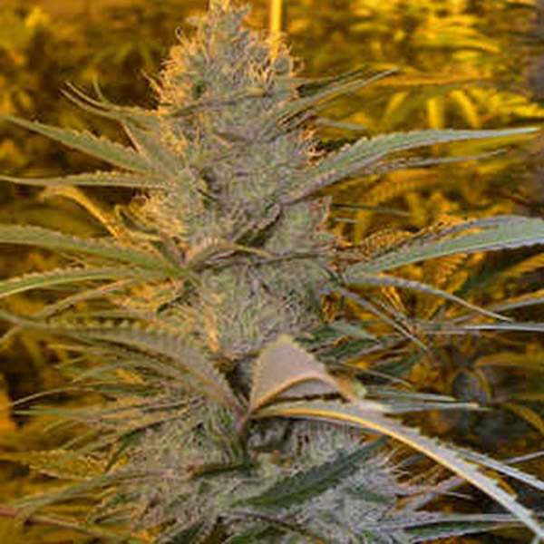 semillas feminizadas Double D de K.C. Brains para cultivo