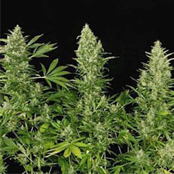 Semillas feminizadas Double Dutch 6 de Serious Seeds para cultivo