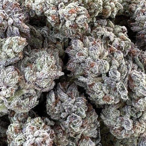 Caja con 3 unidades de Double Fire Headband de Humboldt Seed Organization