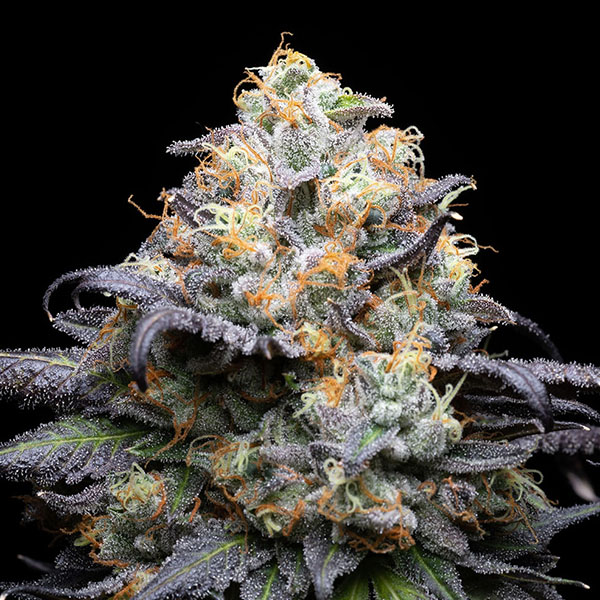 Semillas feminizadas Double Sherb 3 unidades Cookies Seed Bank para cultivo