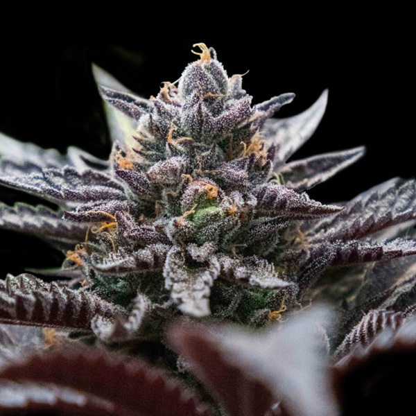 Paquete de semillas feminizadas Double Stuffed Sorbet de DNA Genetics