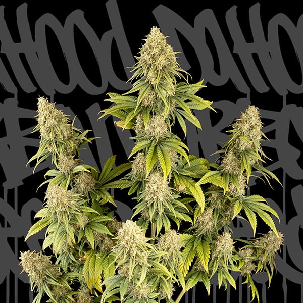 Semilla feminizada DrHood CBD de DaHood Urban Seeds para cultivo controlado
