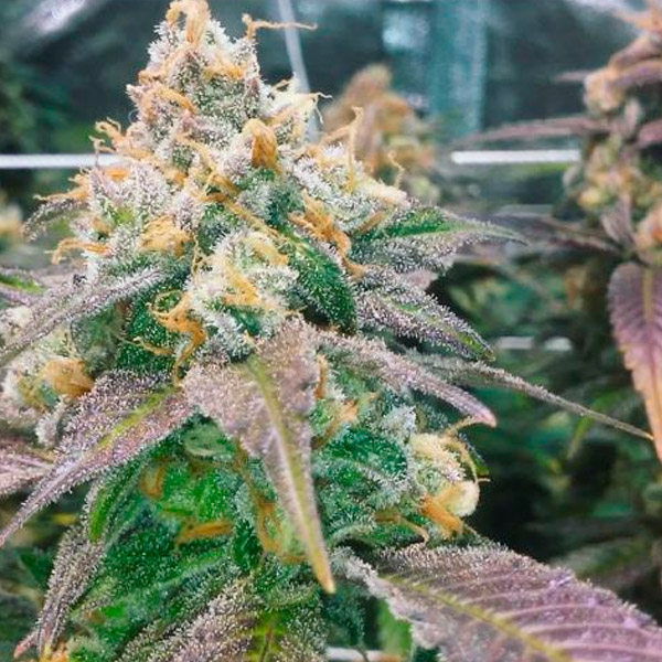 Semillas feminizadas Dream Berry 4U para cultivo