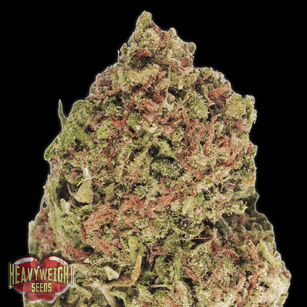 Semillas feminizadas Dream Machine 3 unidades Heavyweight Seeds
