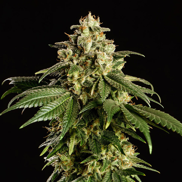 semillas feminizadas Dream Sherbet de Kannabia para cultivo