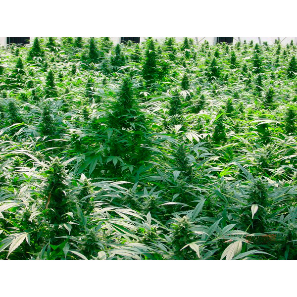 semillas regulares Dreamtime de Mr. Nice para cultivo