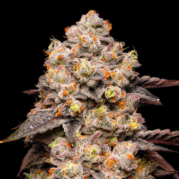 Frutos secos y semillas feminizadas Cookies Seed Bank para cultivo