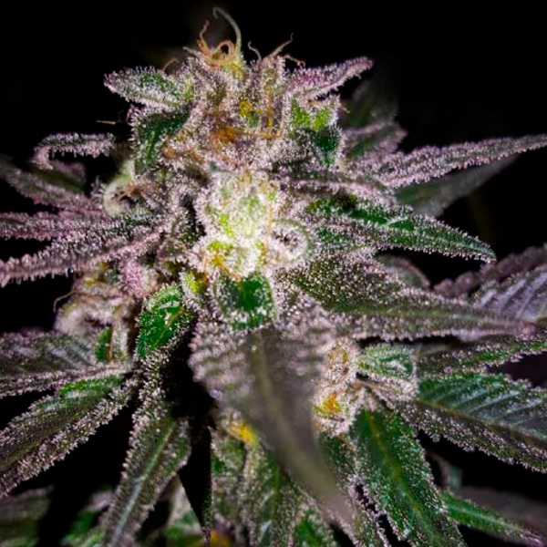 semilla feminizada Dubble Bubble de Garden of Green Seeds para cultivo