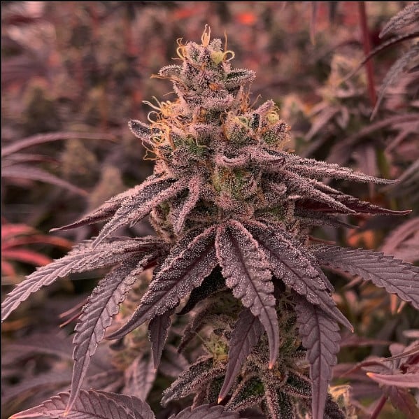 semilla feminizada Dull Butter de Kiem Seeds para cultivo de cannabis