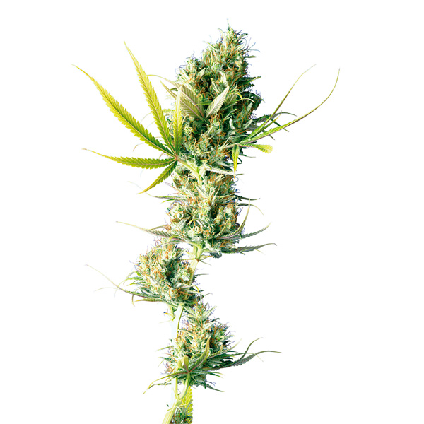 Semillas feminizadas Durban de Sensi Seeds para cultivo de cannabis