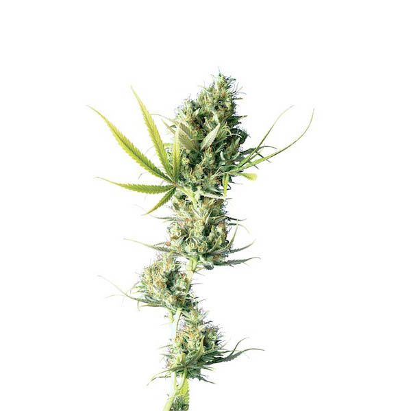 Semillas regulares Durban de Sensi Seeds Bank para cultivo