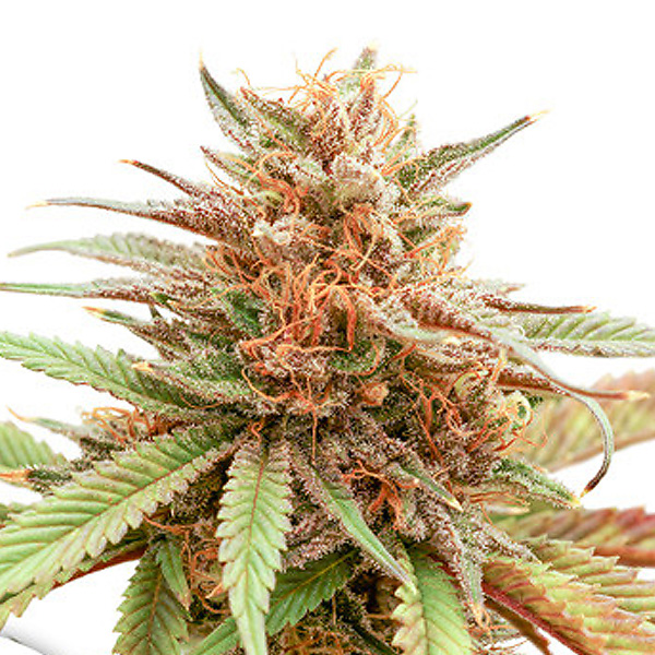 semilla feminizada Durban Dew de Dutch Passion para cultivo de cannabis