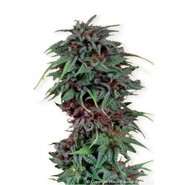 Semillas feminizadas Durban Poison de Dutch Passion para cultivo