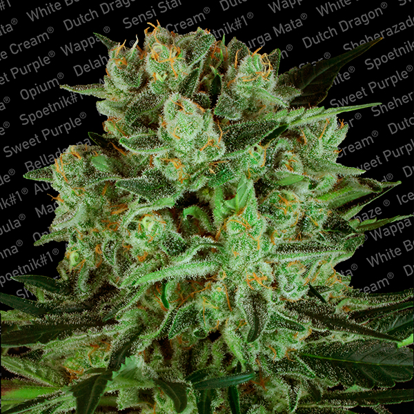 Semillas feminizadas Durga Mata II CBD de Paradise Seeds para cultivo