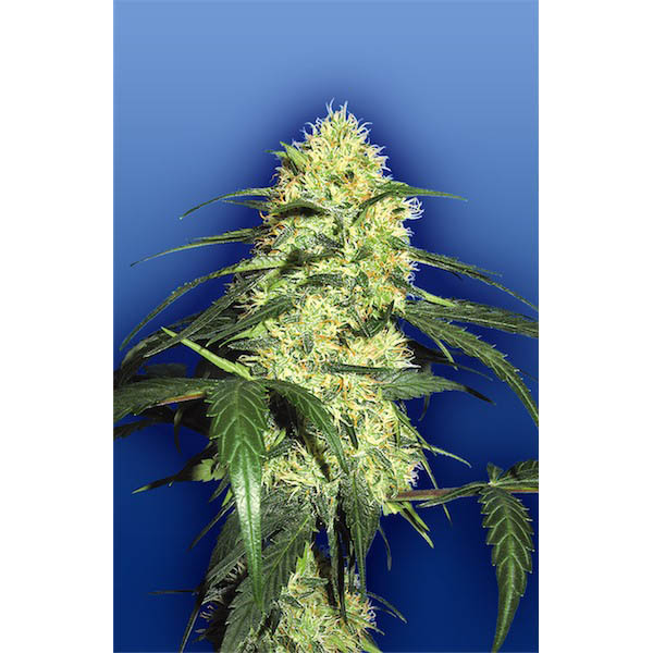 semillas feminizadas Dutch Delight de Flying Dutchmen para cultivo de cannabis