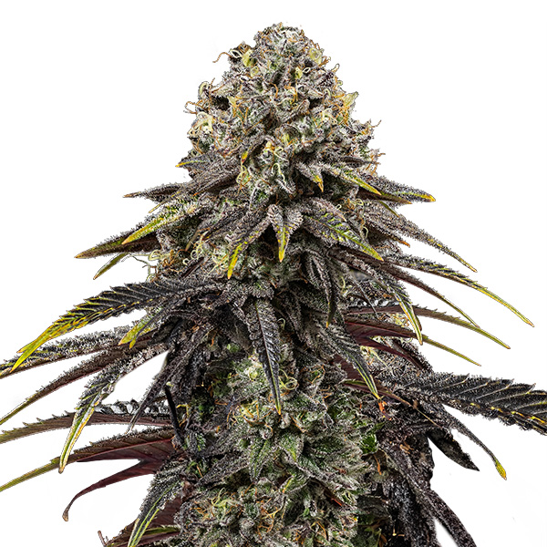 semilla feminizada Dynamite Diesel de Royal Queen y Tyson para cultivo de cannabis