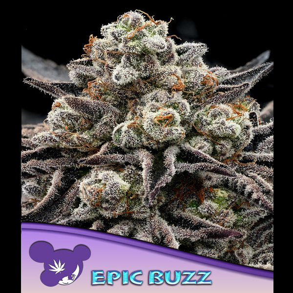 Semillas feminizadas EPIC BUZZ 3 de Anesia, cultivo de cannabis