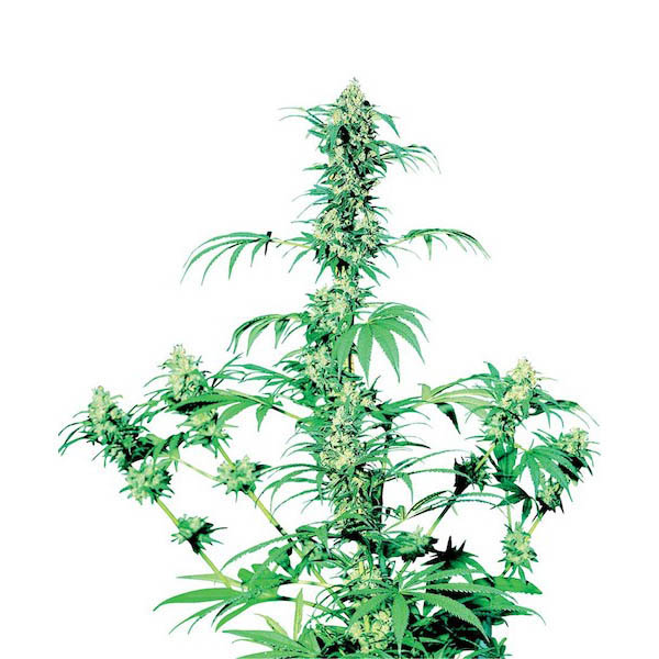 semillas Early Girl regular de Sensi Seeds Bank para cultivo