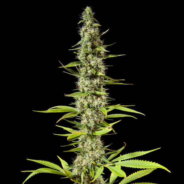 semillas feminizadas Early Maroc de Philosopher Seeds para cultivo