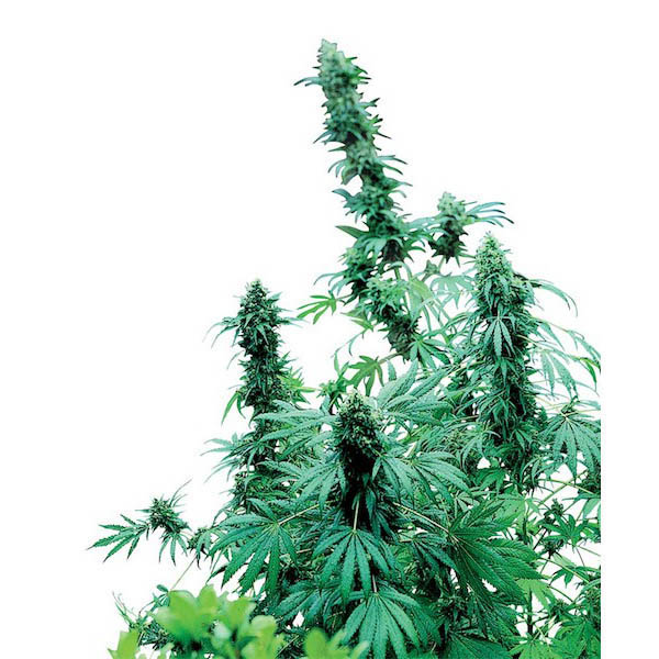 semillas regulares Early Skunk de Sensi Seeds Bank para cultivo