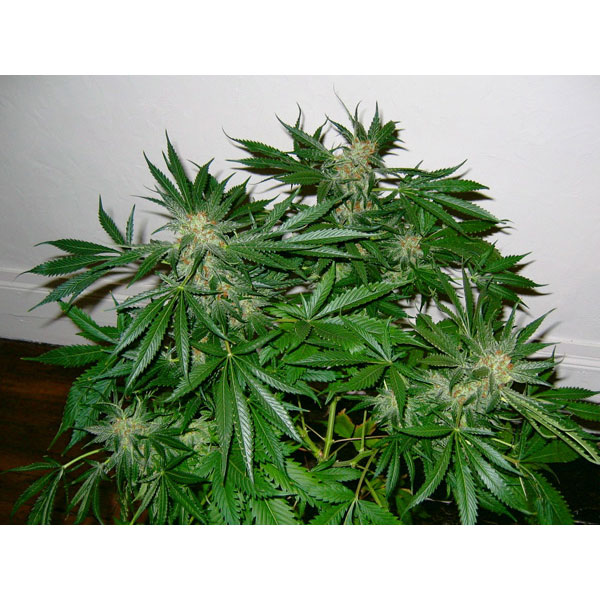 semillas regulares Early Skunk de Mr. Nice para cultivo
