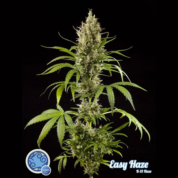semillas feminizadas Easy Haze de Philosopher Seeds para cultivo