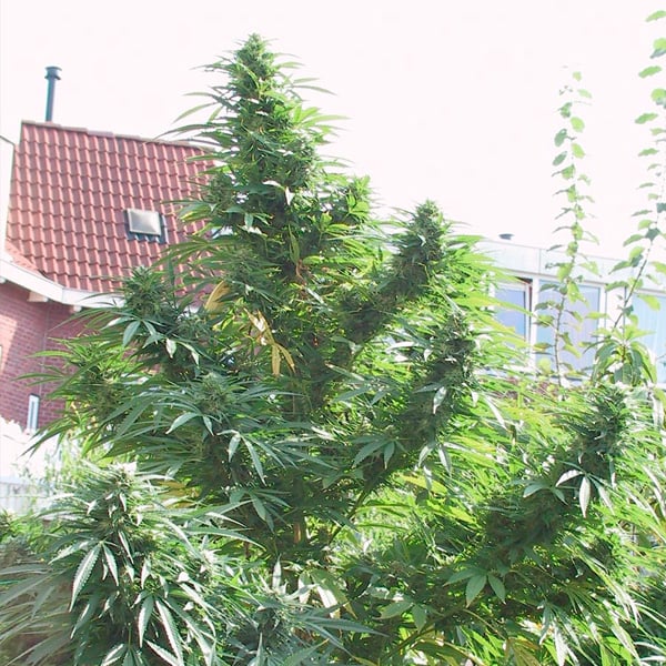 Semillas feminizadas Easy Sativa para cultivo