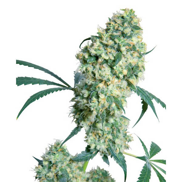 semilla regular Ed Rosenthal Super Bud de Sensi Seeds Bank
