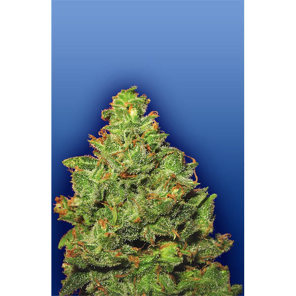 semillas feminizadas Edelweiss 10 unidades Flying Dutchmen para cultivo