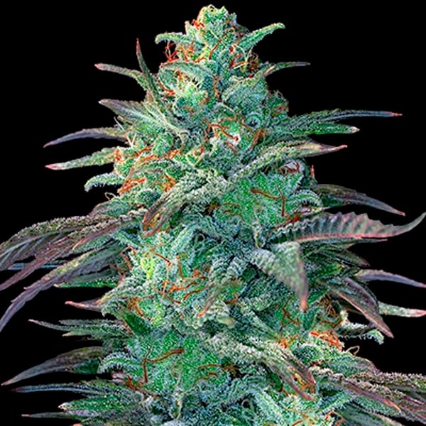 semillas feminizadas Eggnog de G13 Labs para cultivo