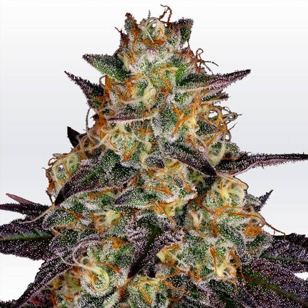 Tres semillas feminizadas El Dorado OG de Paradise Seeds