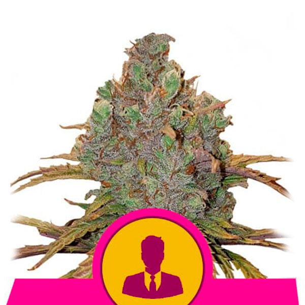 semilla feminizada El Patrón 1 unidad Royal Queen