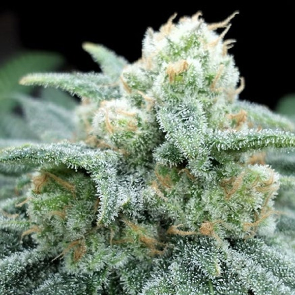 Semillas feminizadas Electric Kooland One Shot Edition de Gratefull Seeds