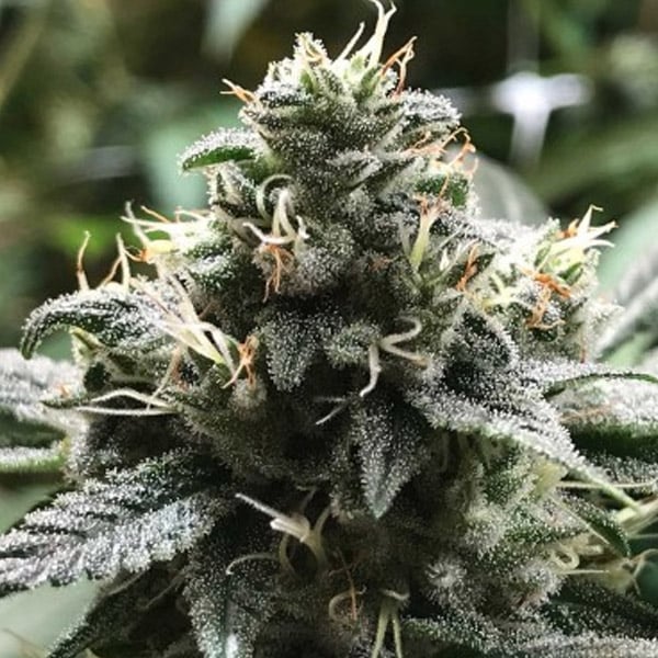 Semilla feminizada Eli-1-u de Kiem Seeds para cultivo