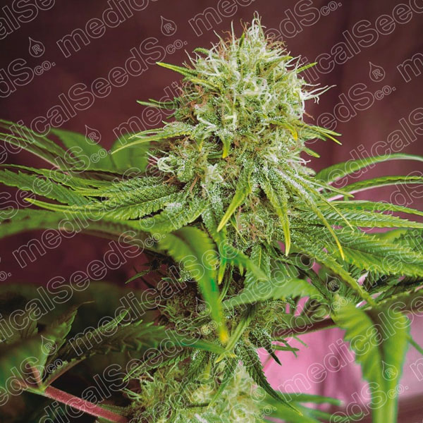 Tres semillas feminizadas Elixir Vitae CBD de Medical Seeds