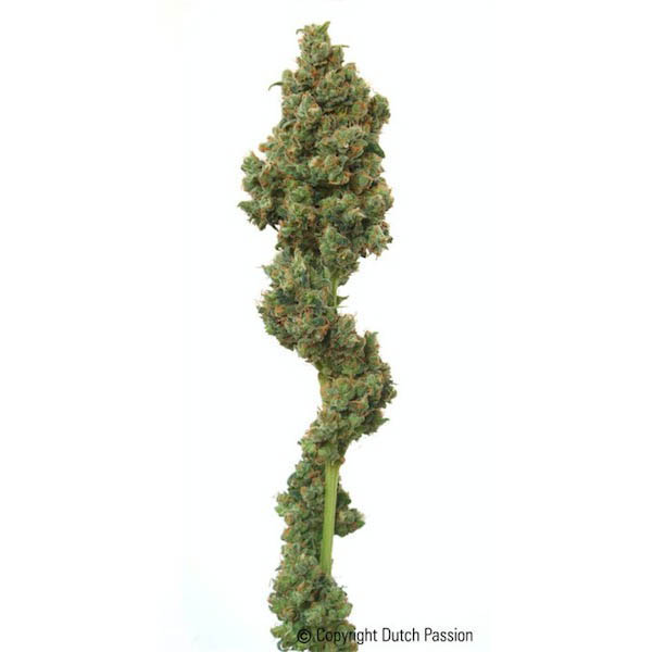 Semillas regulares Euforia de Dutch Passion para cultivo de cannabis