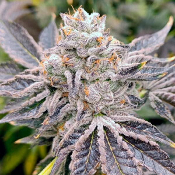 semilla feminizada Euskal Zkittlez de Genehtik para cultivo