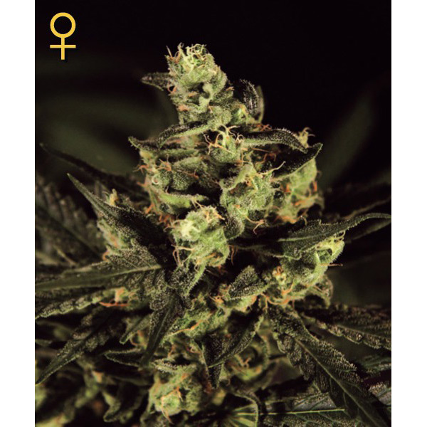 Semillas feminizadas Exodus Cheese para cultivo de cannabis