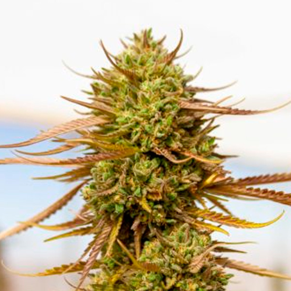 Planta de cannabis Expert-Haze 1 unidad feminizada Expert Seeds