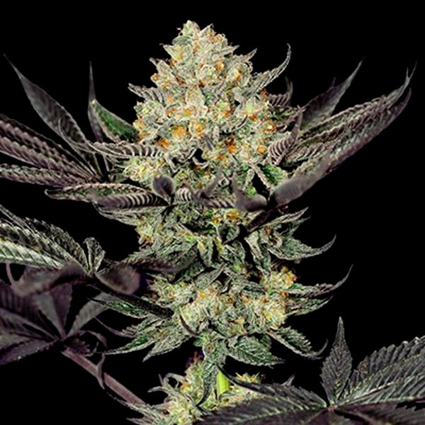 Semillas feminizadas Face Mask de G13 Labs para cultivo