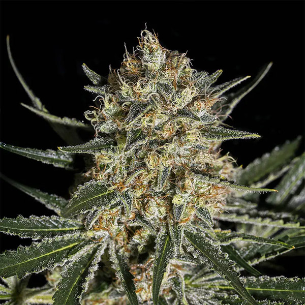 semilla feminizada Face Off OG Bilbo de Genehtik Seeds para cultivo