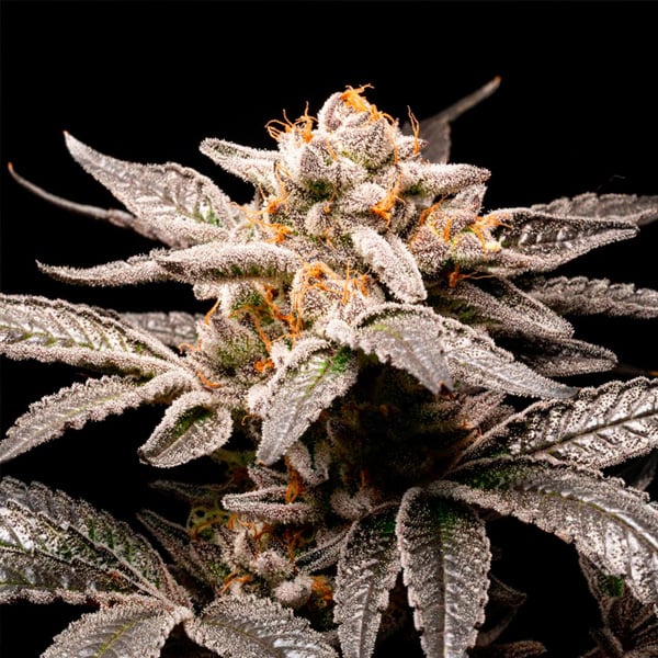 Semilla feminizada Fancy Don Rouch de Kiem Seeds para cultivo de cannabis