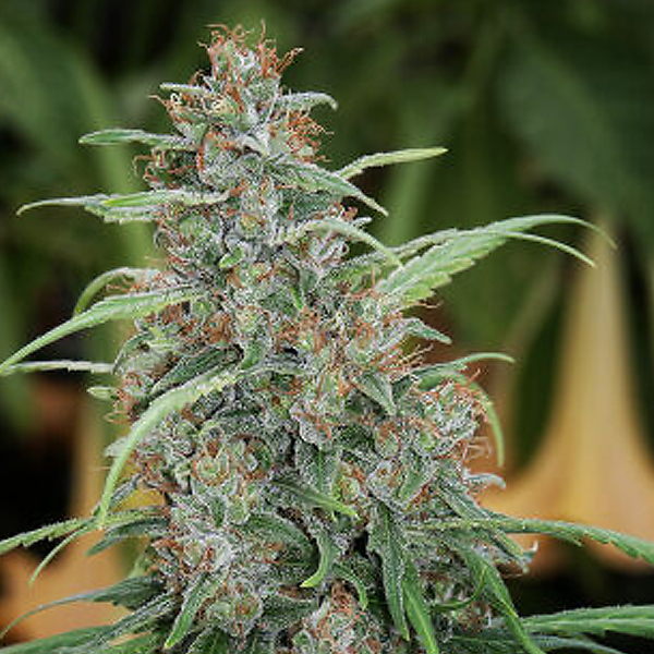 Fast N´Glorious reg. Mandala Seeds