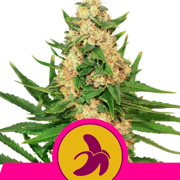 Planta Fat Banana variedad feminizada de Royal Queen