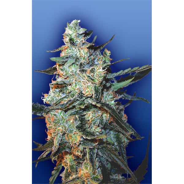 Semillas feminizadas Flying Dutchmen para cultivo