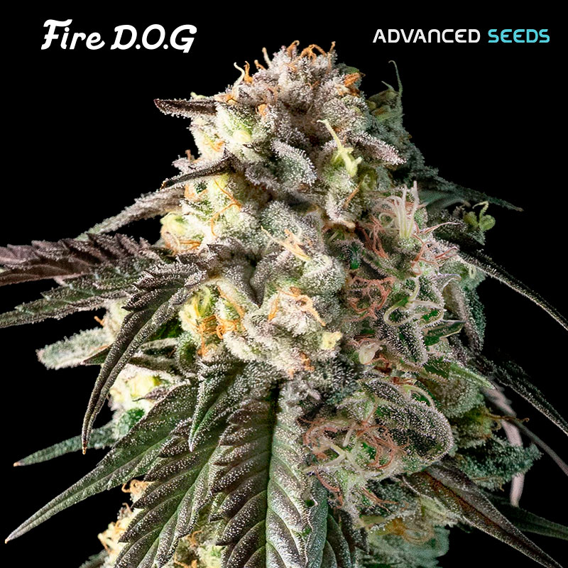 Planta Fire DOG 1 autofloreciente feminizada de Advanced Seeds en maceta