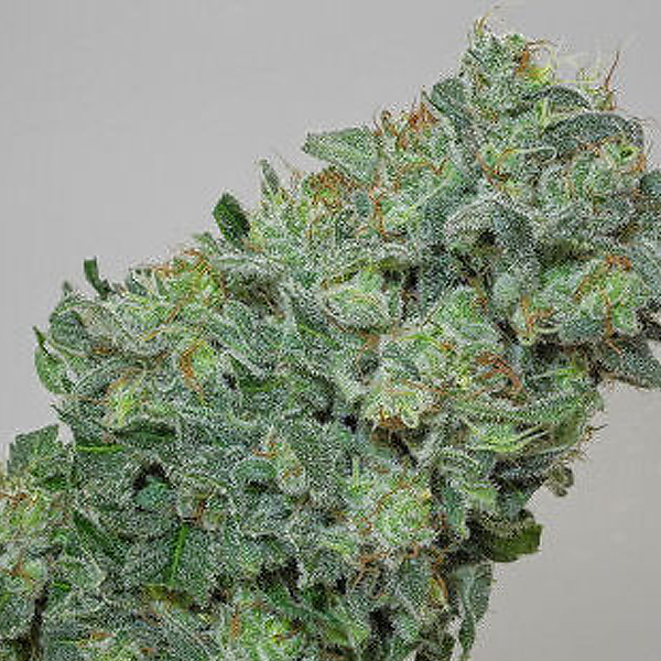 semilla regular Flashberry de Mandala Seeds para cultivo