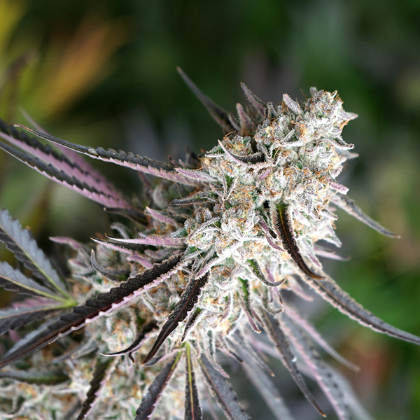 Florida Gaspack Humboldt Seed Organization